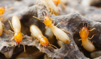 San Antonio Exterminators - Pest Control